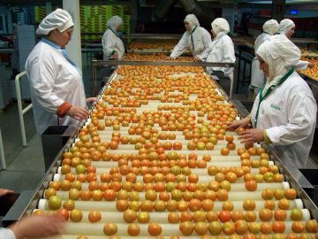 Packaging tomatoes in the Souss area, Morocco